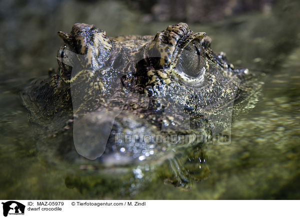 Stumpfkrokodil / dwarf crocodile / MAZ-05979