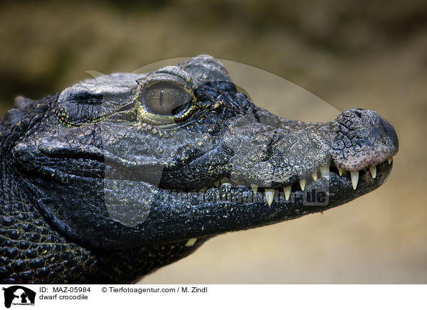 Stumpfkrokodil / dwarf crocodile / MAZ-05984