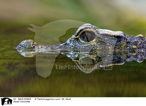 Stumpfkrokodil / dwarf crocodile / MAZ-05985