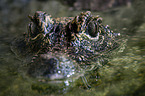 dwarf crocodile