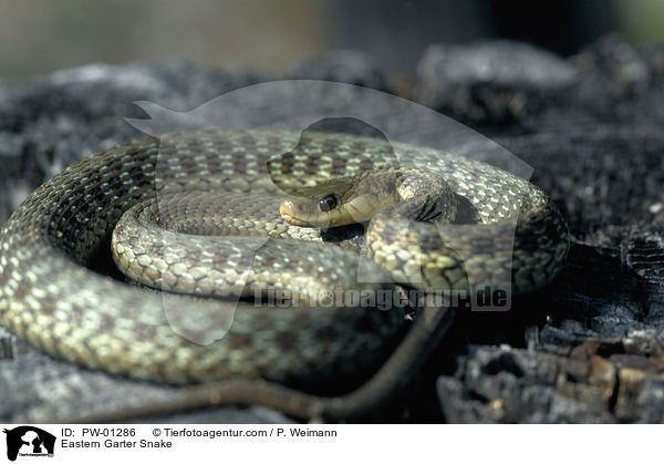 stliche Strumpfbandnatter / Eastern Garter Snake / PW-01286
