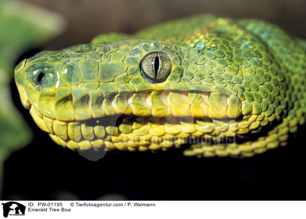Grne Hundskopfboa / Emerald Tree Boa / PW-01195
