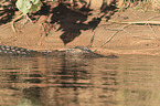 estuarine crocodile