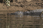 estuarine crocodile