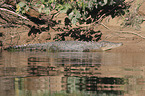 estuarine crocodile