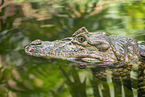 saltwater crocodile