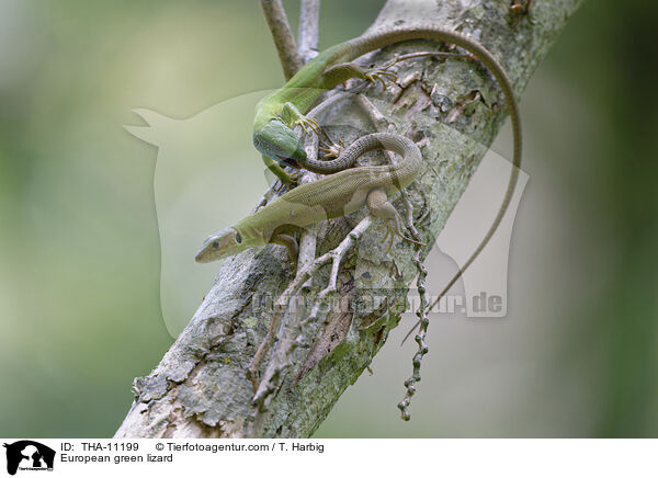 European green lizard / THA-11199