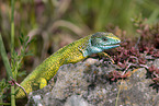European green lizard