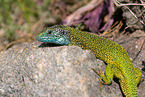 European green lizard