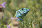 European green lizard