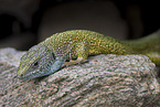 European green lizard