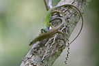 European green lizard
