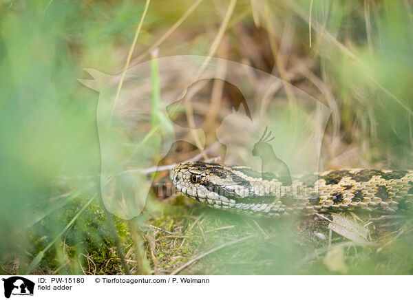 field adder / PW-15180