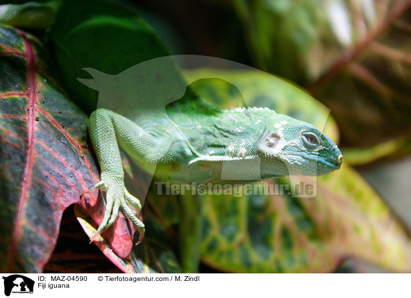 Fidschileguan / Fiji iguana / MAZ-04590