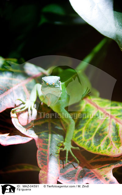 Fidschileguan / Fiji iguana / MAZ-04591