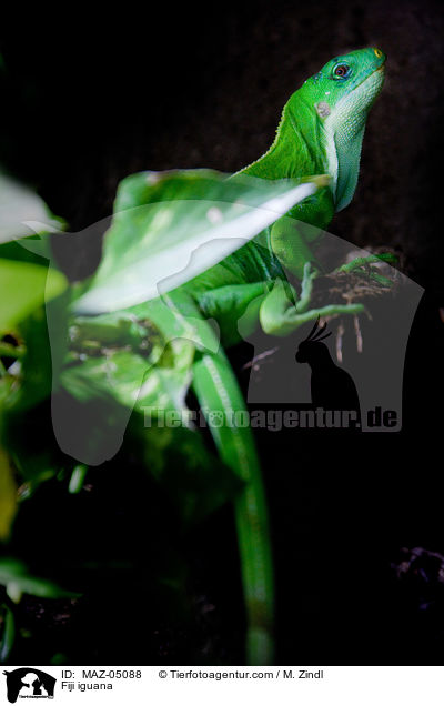 Fidschileguan / Fiji iguana / MAZ-05088