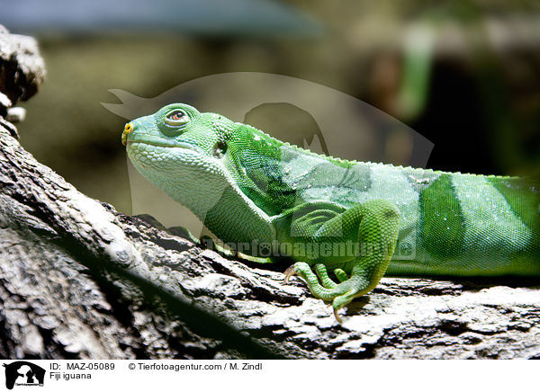 Fiji iguana / MAZ-05089