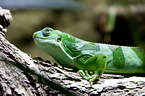 Fiji iguana