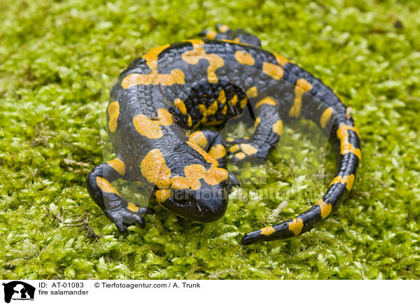 Feuersalamander / fire salamander / AT-01083