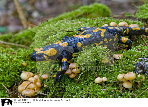 Feuersalamander / fire salamander / AT-01084