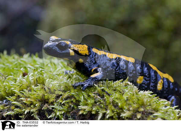 Feuersalamander / fire salamander / THA-03532