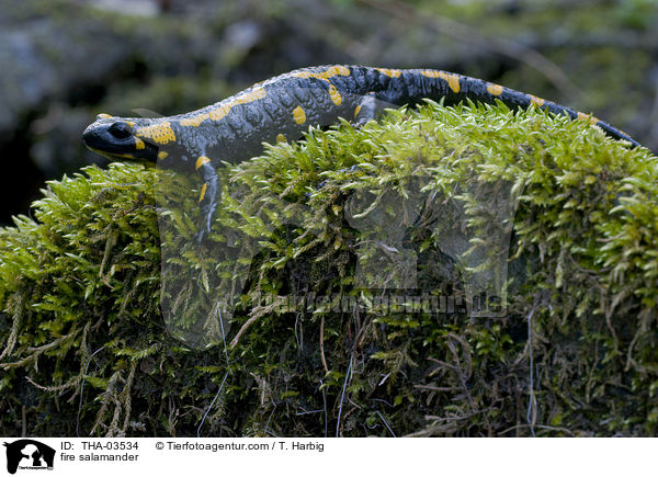Feuersalamander / fire salamander / THA-03534
