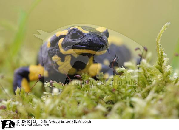 Feuersalamander / fire spotted salamander / DV-02362