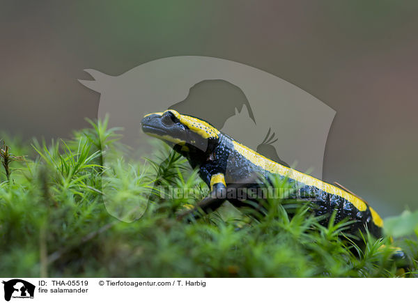 fire salamander / THA-05519