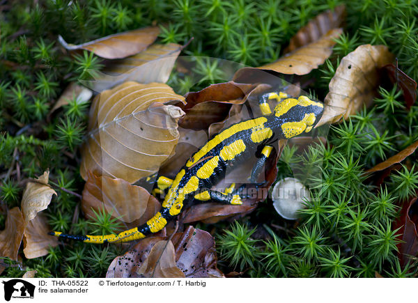 fire salamander / THA-05522