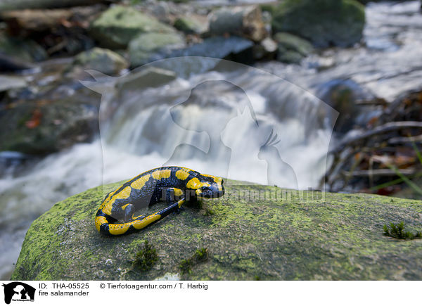 Feuersalamander / fire salamander / THA-05525