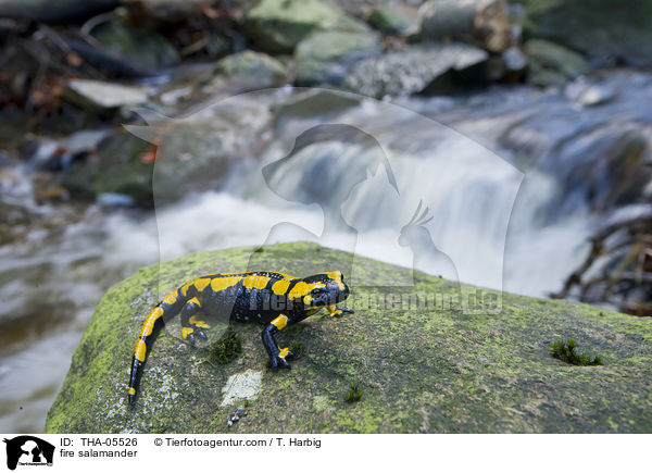 fire salamander / THA-05526
