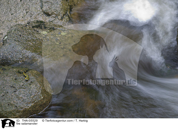 Feuersalamander / fire salamander / THA-05529
