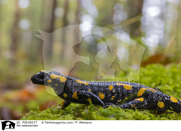 Feuersalamander / fire salamander / PW-09317