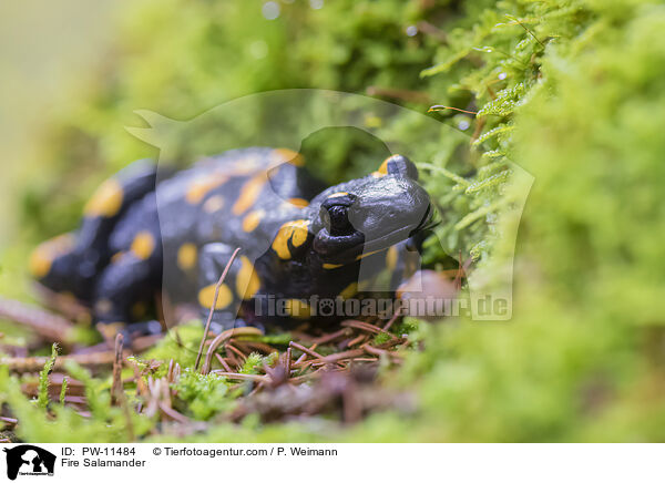 Feuersalamander / Fire Salamander / PW-11484