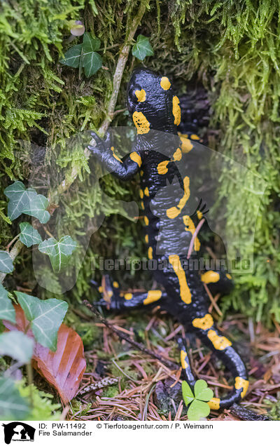 Fire Salamander / PW-11492