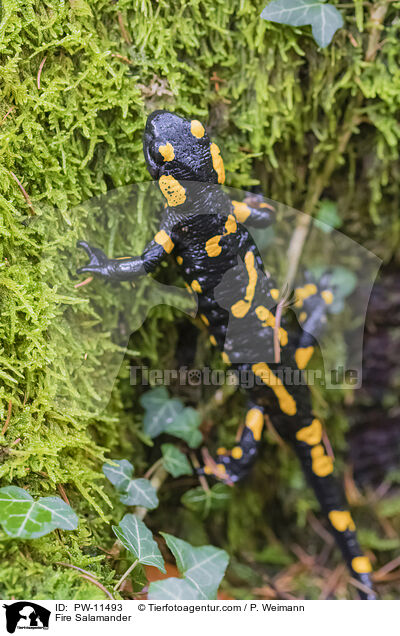 Fire Salamander / PW-11493