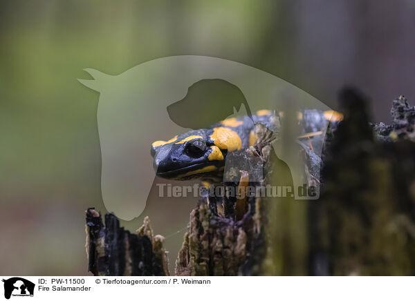 Feuersalamander / Fire Salamander / PW-11500