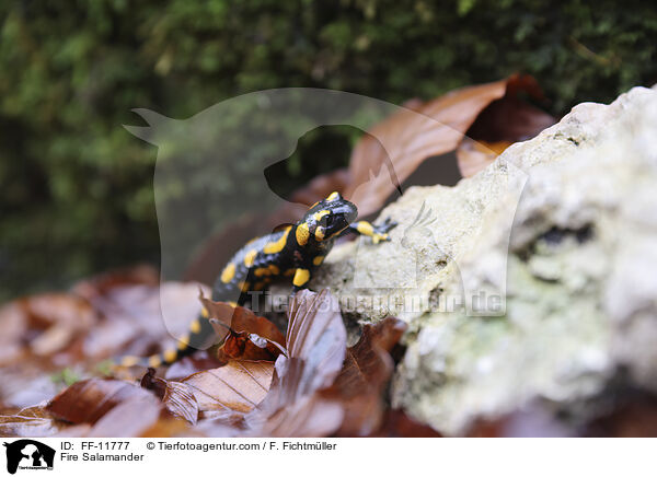Feuersalamander / Fire Salamander / FF-11777