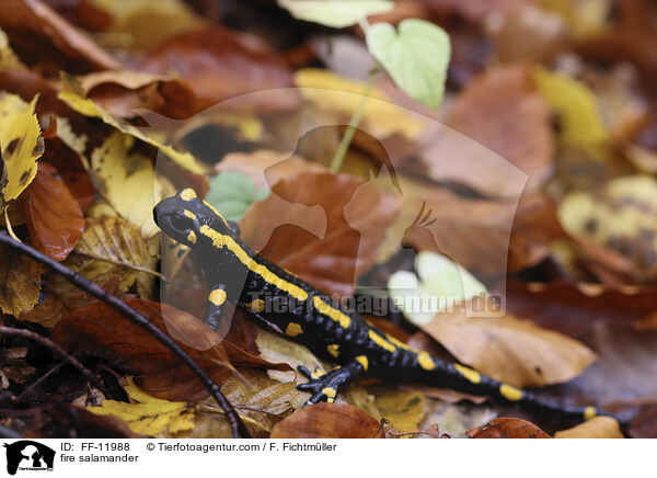 Feuersalamander / fire salamander / FF-11988