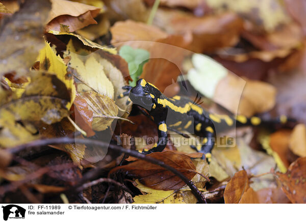 Feuersalamander / fire salamander / FF-11989