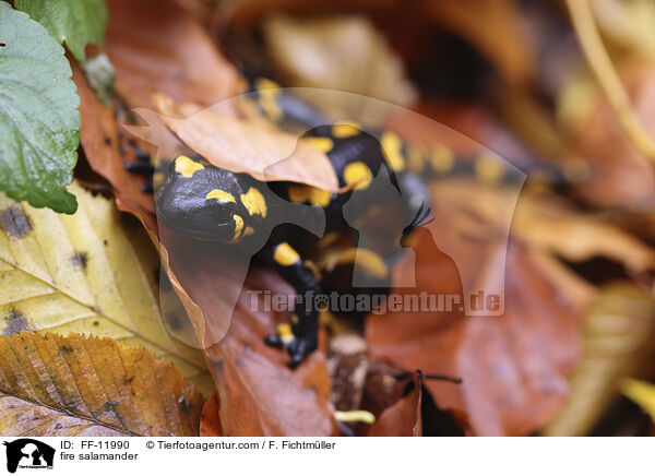 fire salamander / FF-11990