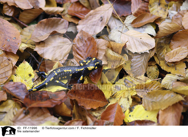 Feuersalamander / fire salamander / FF-11996