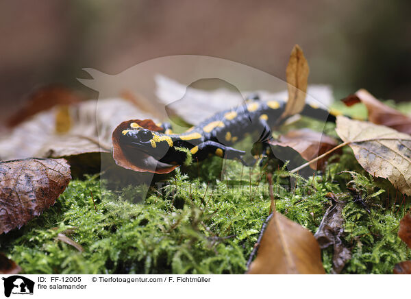 Feuersalamander / fire salamander / FF-12005
