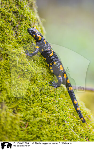 Feuersalamander / fire salamander / PW-12864