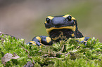 fire salamander