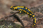 Fire Salamander