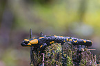 Fire Salamander