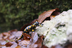 Fire Salamander