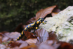 Fire Salamander