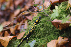 fire salamander